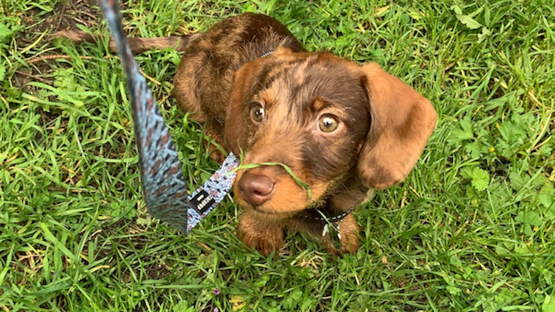 Sizzle as a puppy