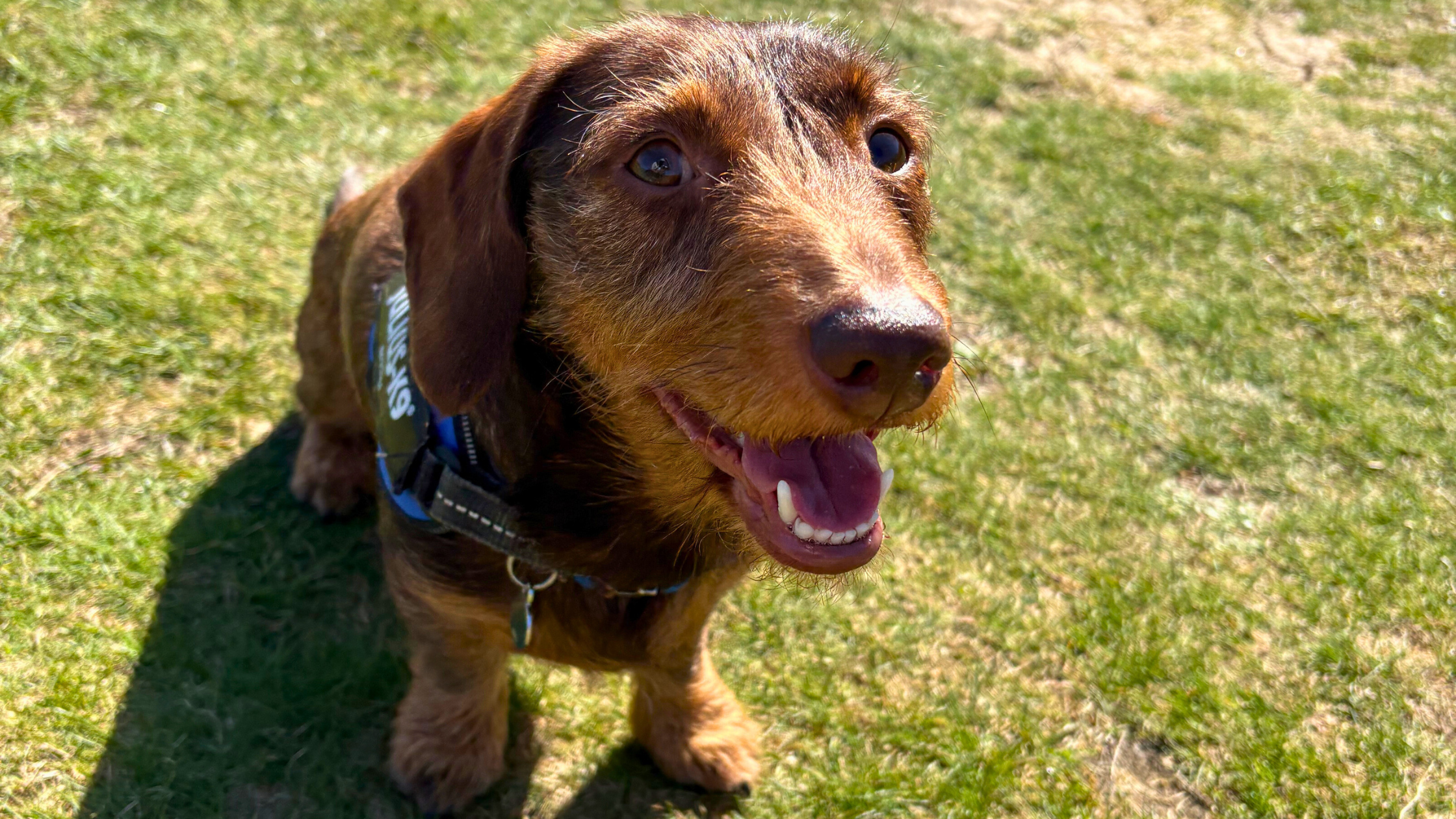 Sizzle as a puppy