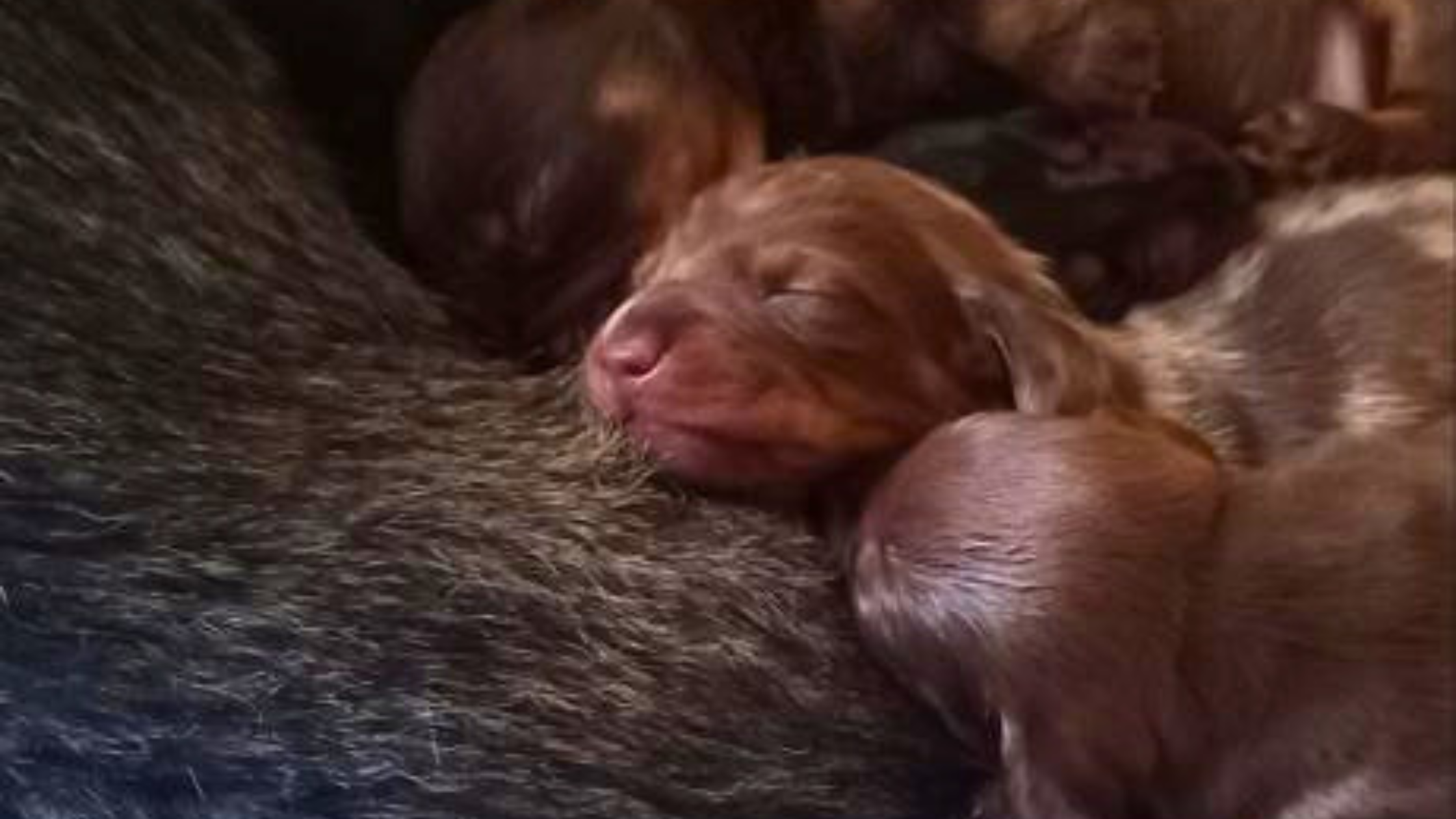 Sizzle as a puppy