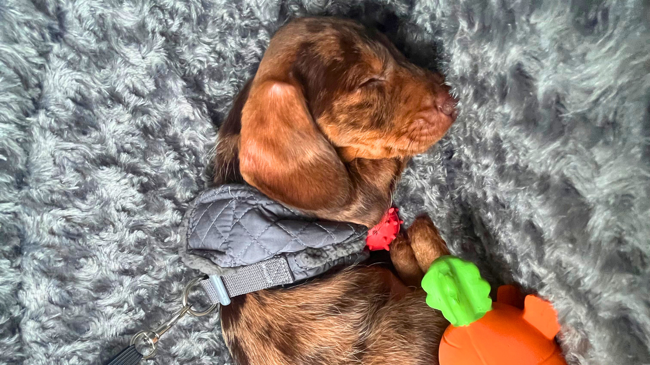 Sizzle as a puppy